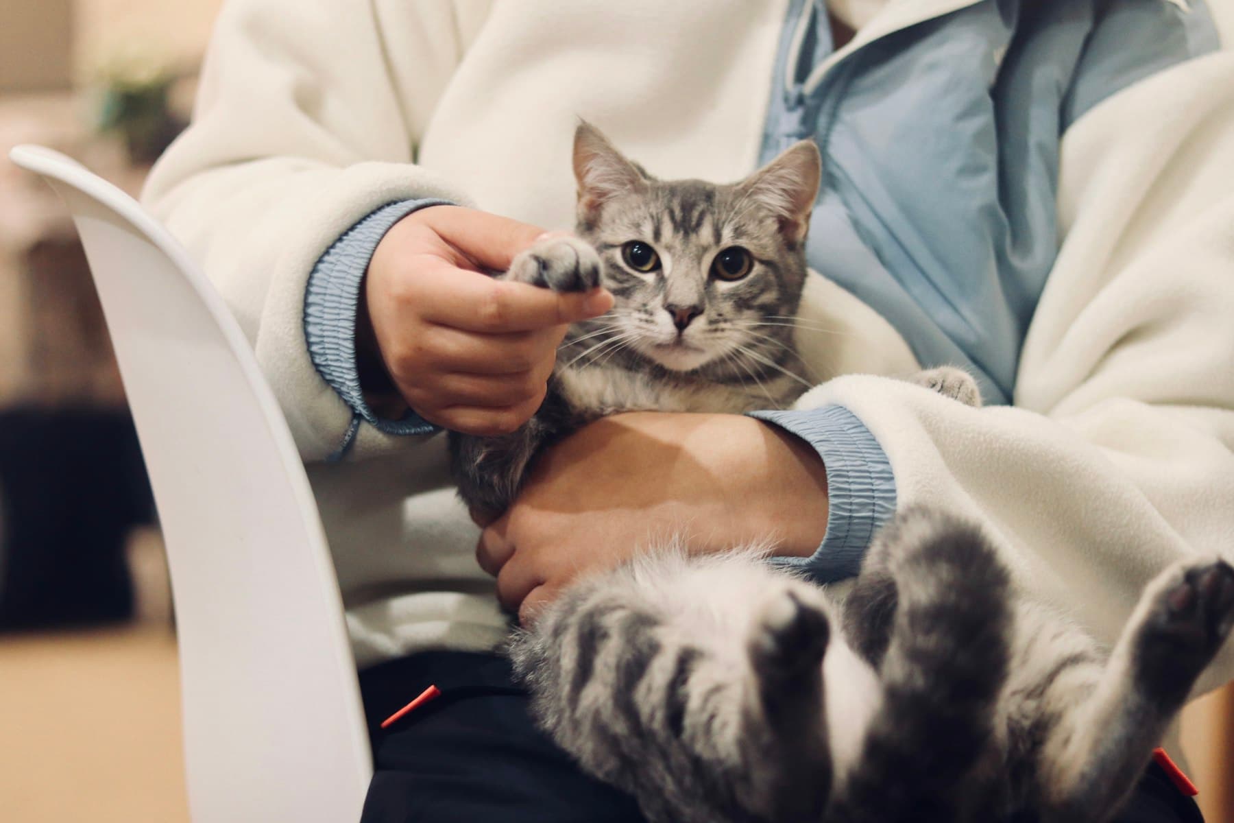 Una persona tiene in braccio il proprio gatto soriano